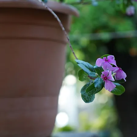 Hotel Piano - Adults Only